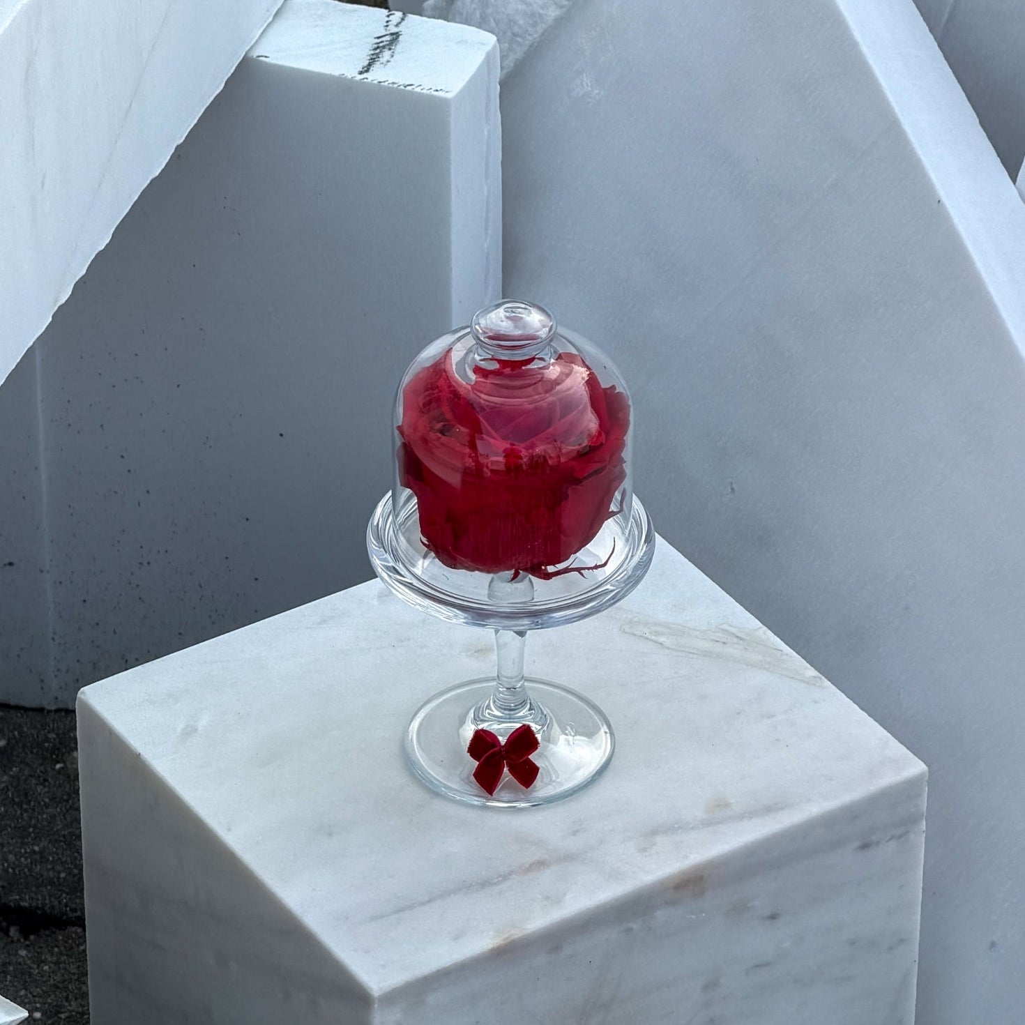 Večna vrtnica Ljubljana